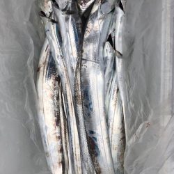 フィッシング キッタカ 釣果