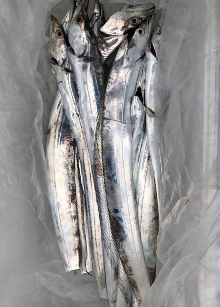 フィッシング キッタカ 釣果