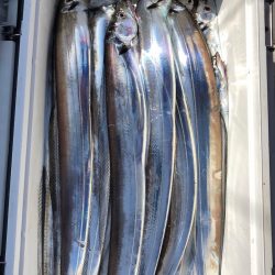 フィッシング　キッタカ 釣果