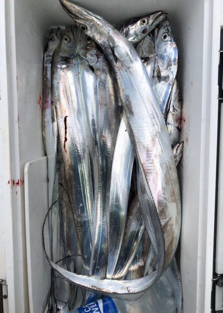 フィッシング　キッタカ 釣果