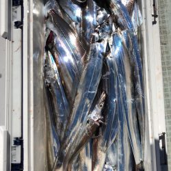 フィッシング　キッタカ 釣果