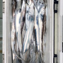 フィッシング キッタカ 釣果