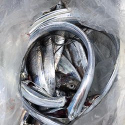 フィッシング キッタカ 釣果