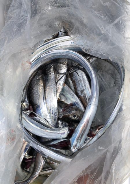 フィッシング キッタカ 釣果