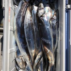 フィッシング　キッタカ 釣果