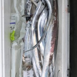 フィッシング　キッタカ 釣果