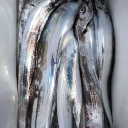 フィッシング キッタカ 釣果