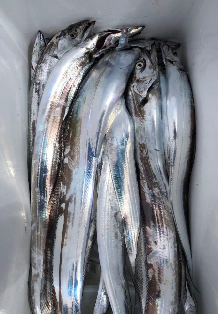 フィッシング キッタカ 釣果