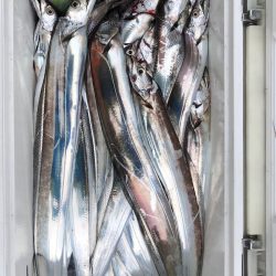 フィッシング　キッタカ 釣果