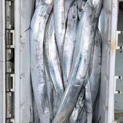 フィッシング キッタカ 釣果