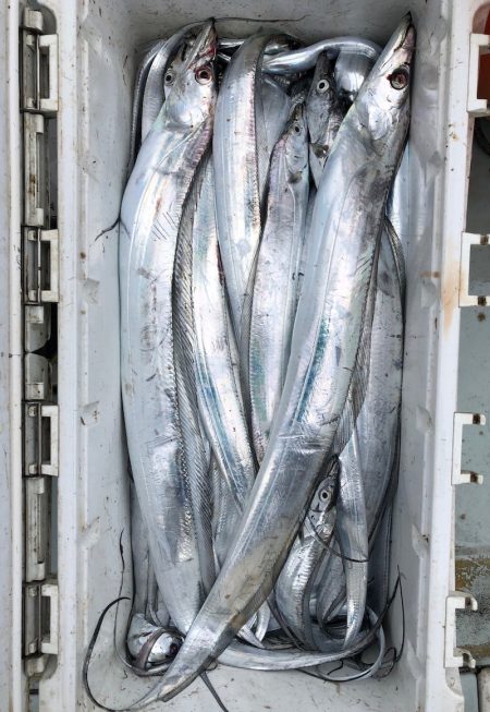 フィッシング キッタカ 釣果