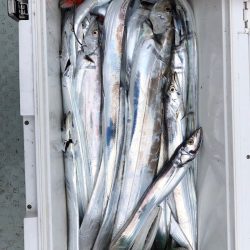 フィッシング キッタカ 釣果