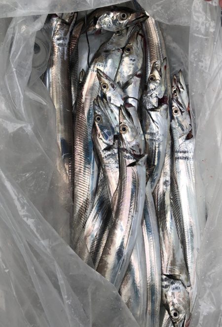 フィッシング　キッタカ 釣果