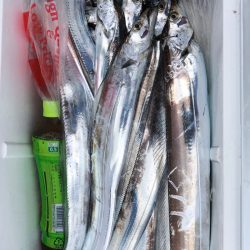 フィッシング キッタカ 釣果