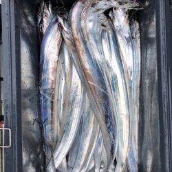 フィッシング　キッタカ 釣果