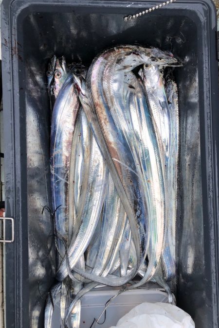 フィッシング　キッタカ 釣果