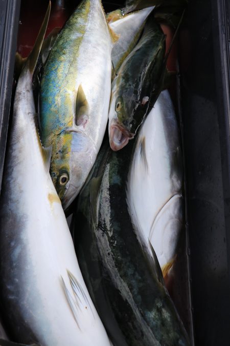浜栄丸 釣果