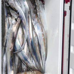 フィッシング キッタカ 釣果