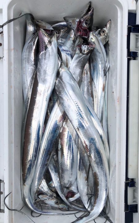 フィッシング　キッタカ 釣果