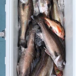 第二八坂丸 釣果