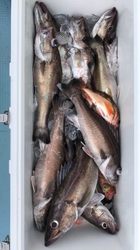 第二八坂丸 釣果