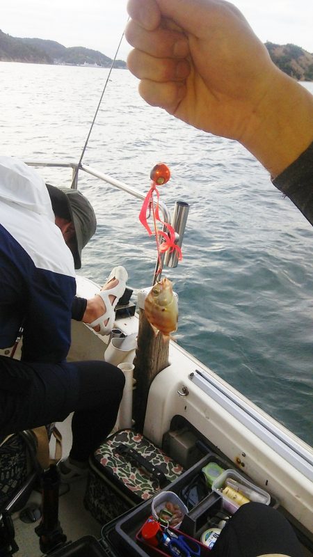 マリンガイド福丸 釣果