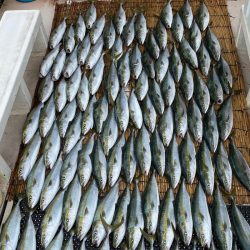 釣人家 釣果