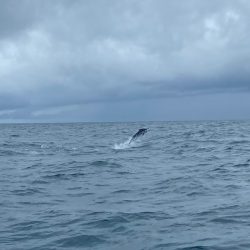 Monster Rush! 釣果