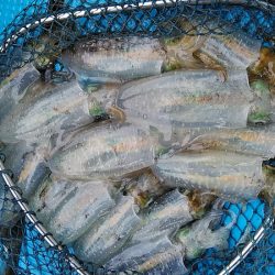 フィッシングガイド りょう 釣果