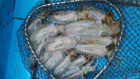 フィッシングガイド りょう 釣果