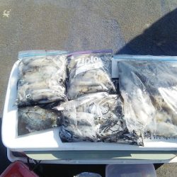 マリンガイド福丸 釣果