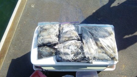 マリンガイド福丸 釣果