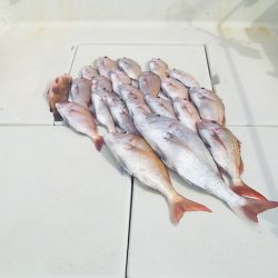 マリンガイド福丸 釣果