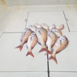 マリンガイド福丸 釣果