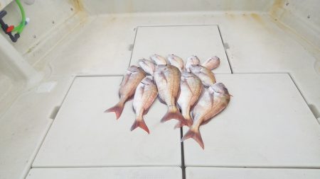 マリンガイド福丸 釣果