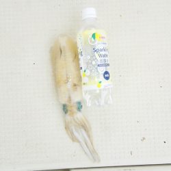 マリンガイド福丸 釣果