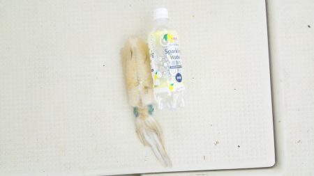 マリンガイド福丸 釣果