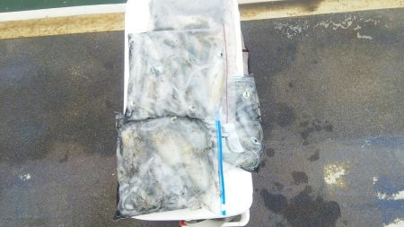 マリンガイド福丸 釣果