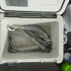 マリンガイド福丸 釣果