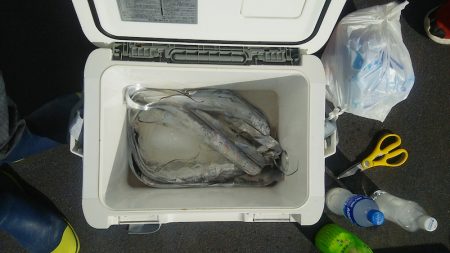 マリンガイド福丸 釣果