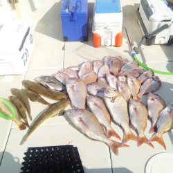 マリンガイド福丸 釣果