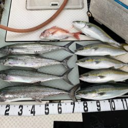 オーシャンスター(Ocean Star) 釣果