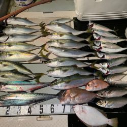 オーシャンスター(Ocean Star) 釣果