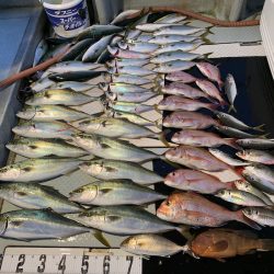 オーシャンスター(Ocean Star) 釣果