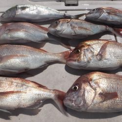 JDI Racing シールズマリンレジャー 釣果