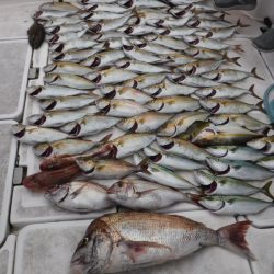 ＪＤＩ　Ｒａｃｉｎｇ　シールズマリンレジャー 釣果