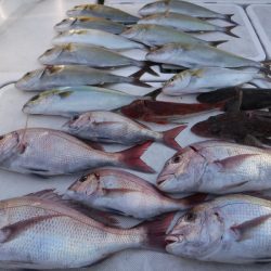 JDI Racing シールズマリンレジャー 釣果