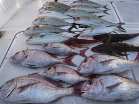 ＪＤＩ　Ｒａｃｉｎｇ　シールズマリンレジャ…