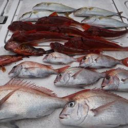 JDI Racing シールズマリンレジャー 釣果