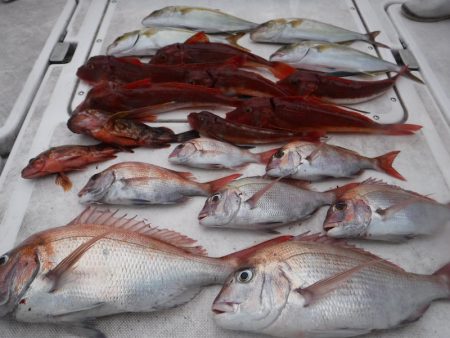 ＪＤＩ　Ｒａｃｉｎｇ　シールズマリンレジャ…